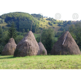 Države 013