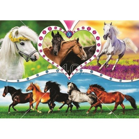 Konji Životinje 025