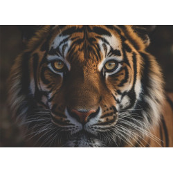 Tigar kat. Životinje 034