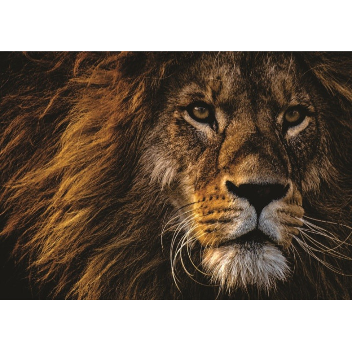 Životinje 009
